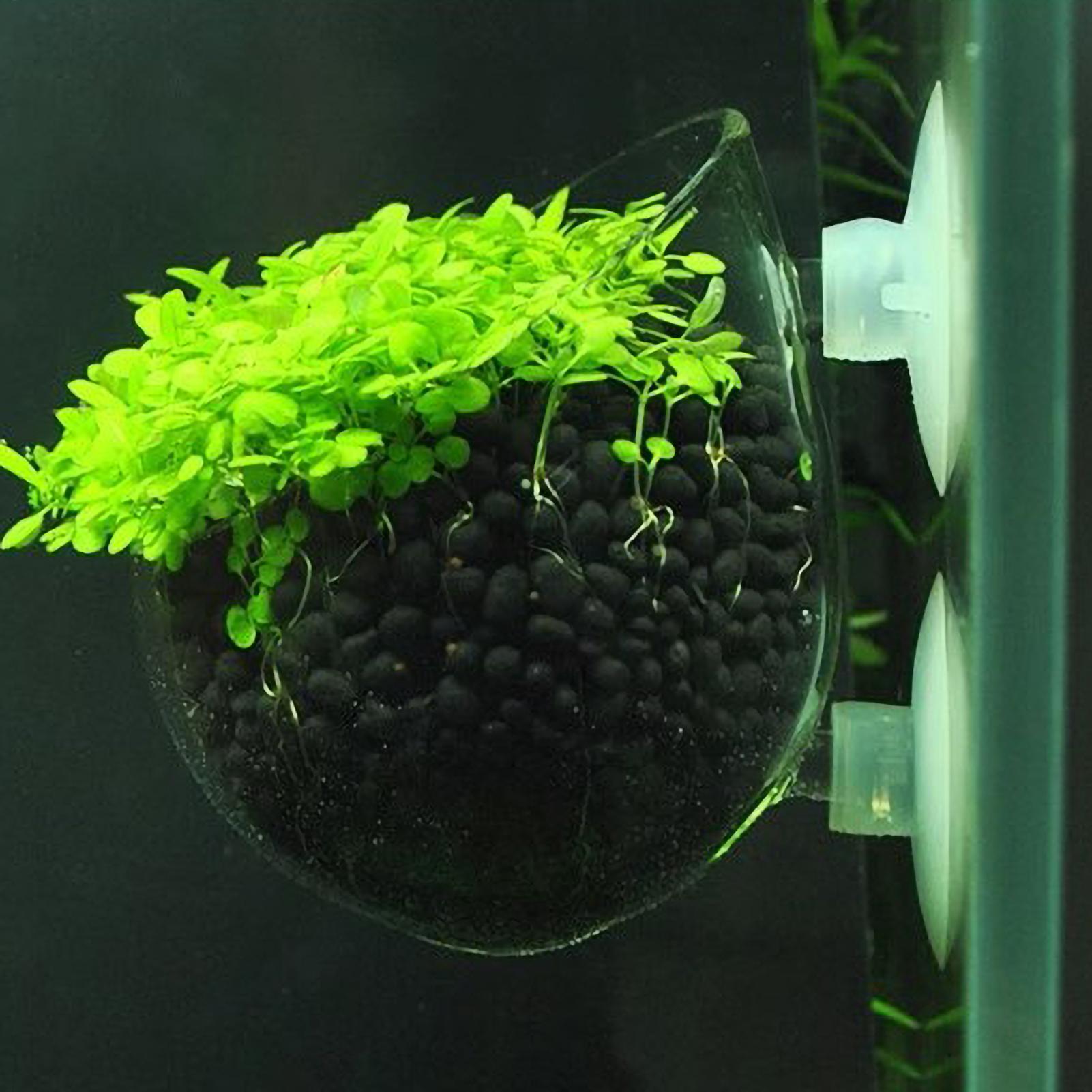 Aquarium Plant Dip - حامل نباتات الزينة الزجاجي مع أكواب