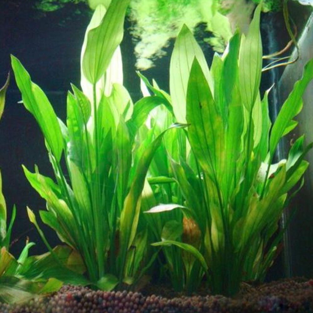 Planted Aquarium Materials - 15 سنتيمتر حوض السمك الاصطناعي ديكور