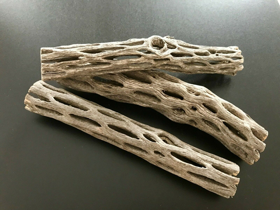 Aquarium Planted Seeds - حوض السمك العضوي/الطبيعي Cholla Cactus Wood