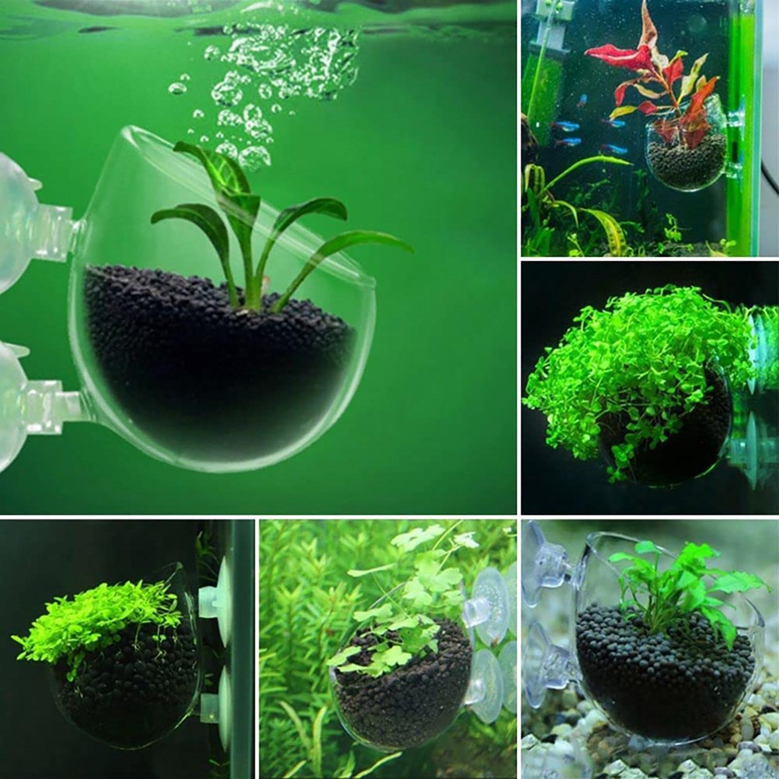 حوض السمك وعاء النبات كوب اسطو - مراجعة Aquarium Planted Seeds وسعره
