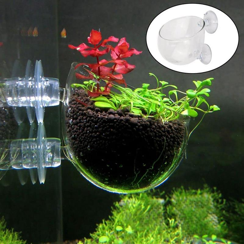 وعاء نبات حوض السمك كوب اسطوان - مراجعة Aquarium Planted Seeds وسعره
