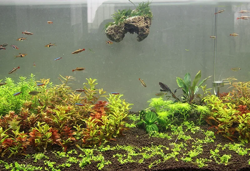 حوض أسماك صخور حقيقية عائمة ،  - مراجعة Aquarium Plants For Sale وسعره
