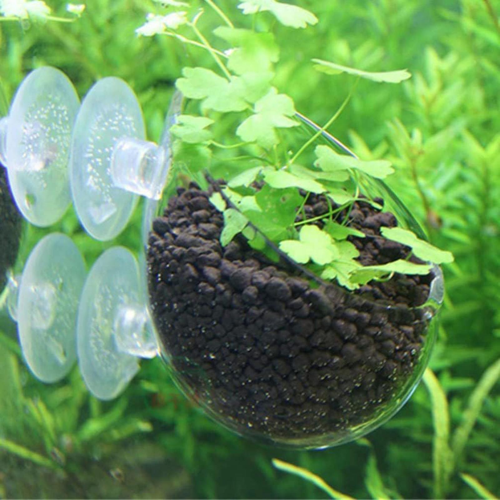 حامل نباتات الزينة الزجاجي مع  - مراجعة Aquarium Plant Dip وسعره