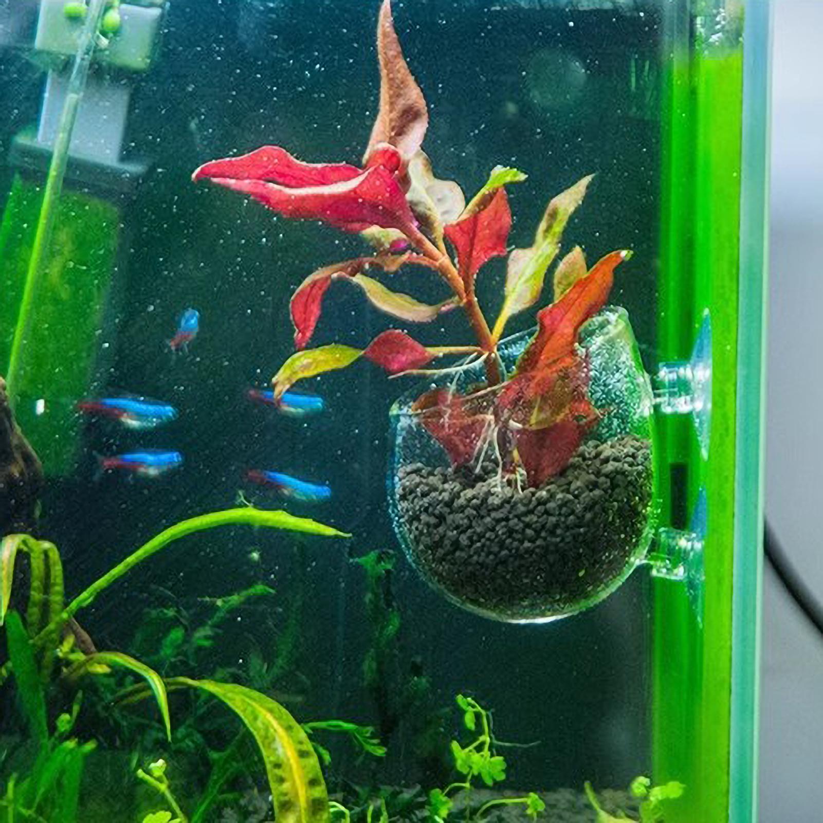 حامل نباتات الزينة الزجاجي مع  - مراجعة Aquarium Plant Dip وسعره