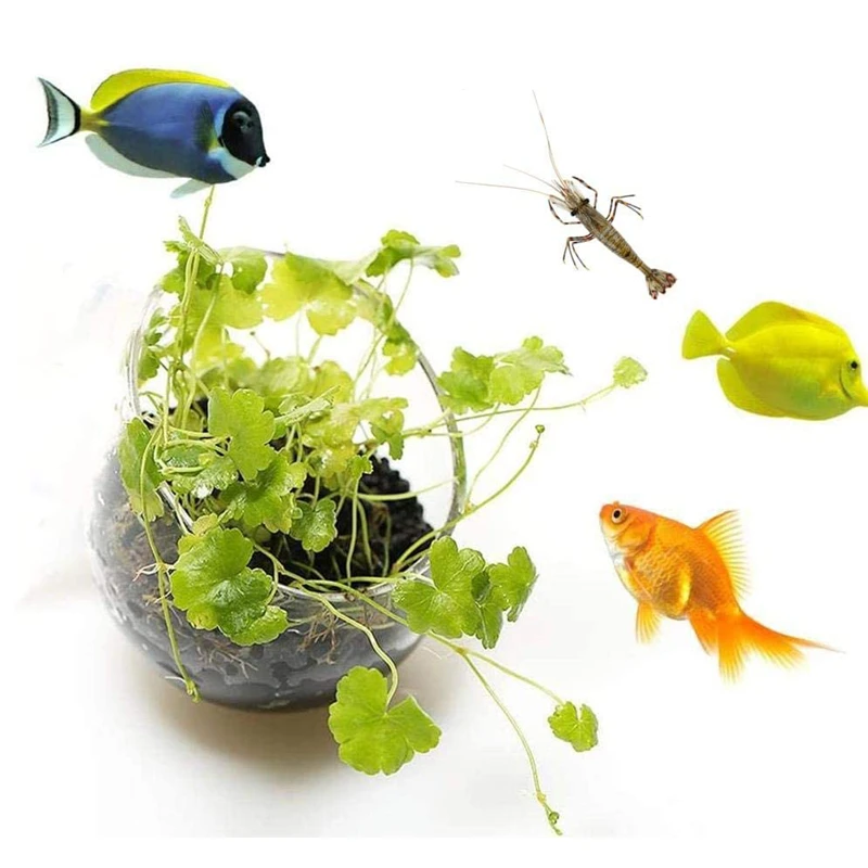 جديد حوض السمك وعاء النبات كوب - مراجعة Aquarium Planted Seeds وسعره