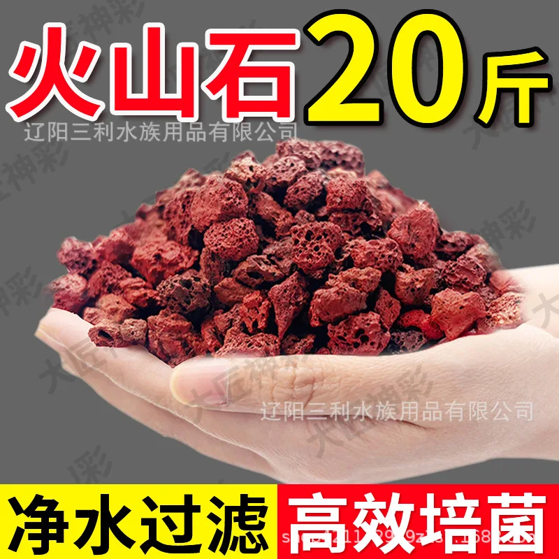 حجر الحمم البركانية الأحمر الم - مراجعة Aquarium Plant Red وسعره