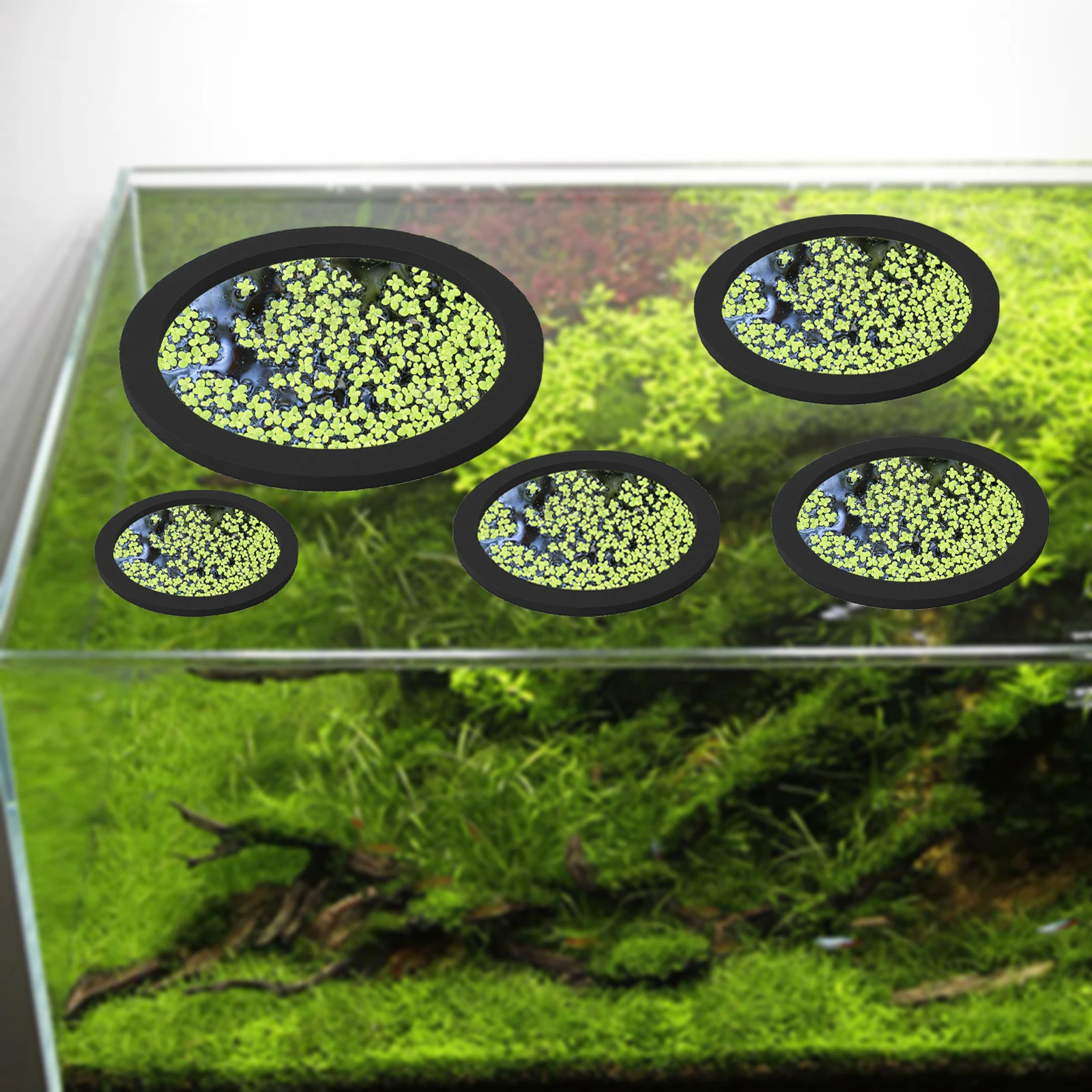 5 قطعة إيفا الأسماك تغذية حلقة - مراجعة Planted Aquarium Materials وسعره