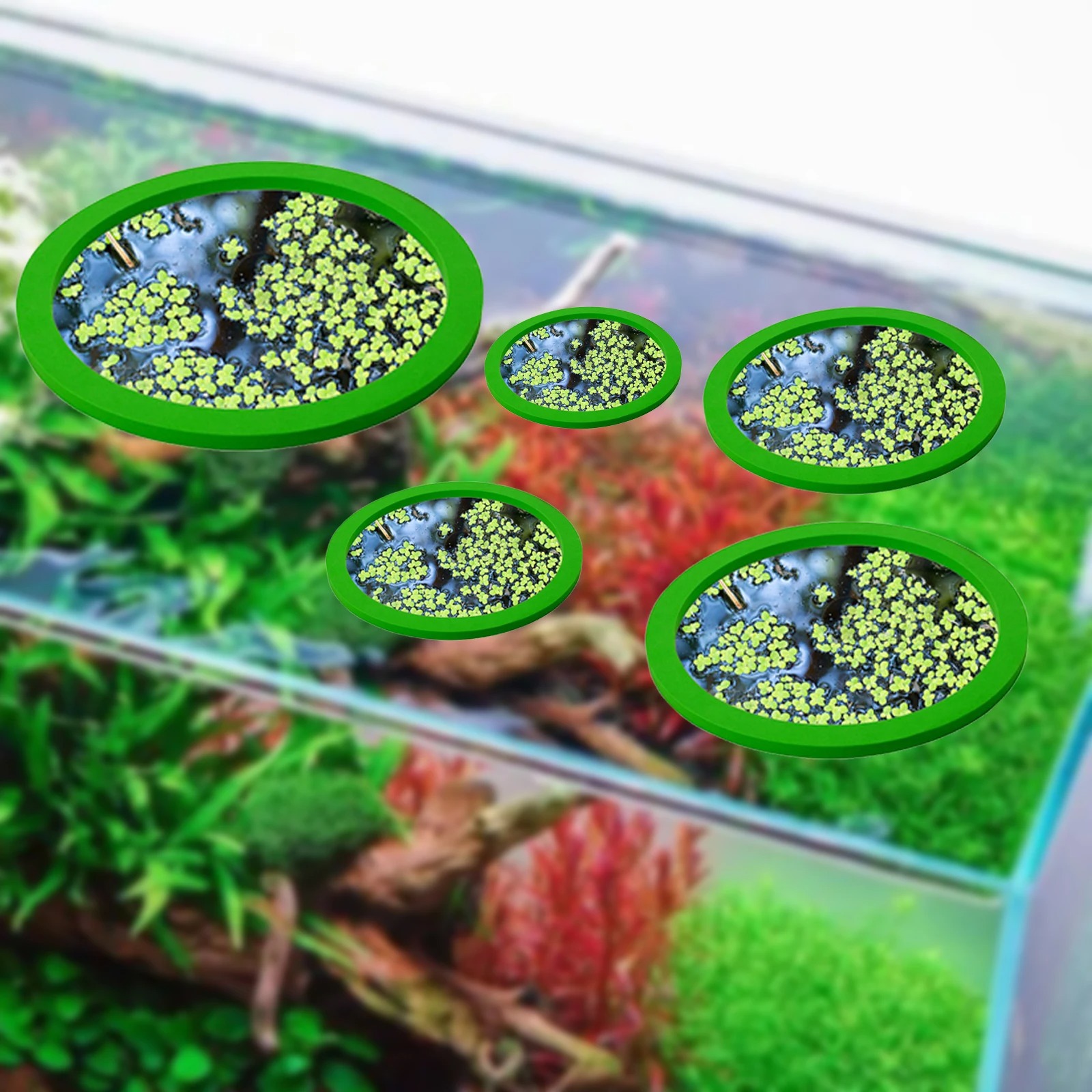 5 قطعة إيفا الأسماك تغذية حلقة - مراجعة Planted Aquarium Materials وسعره