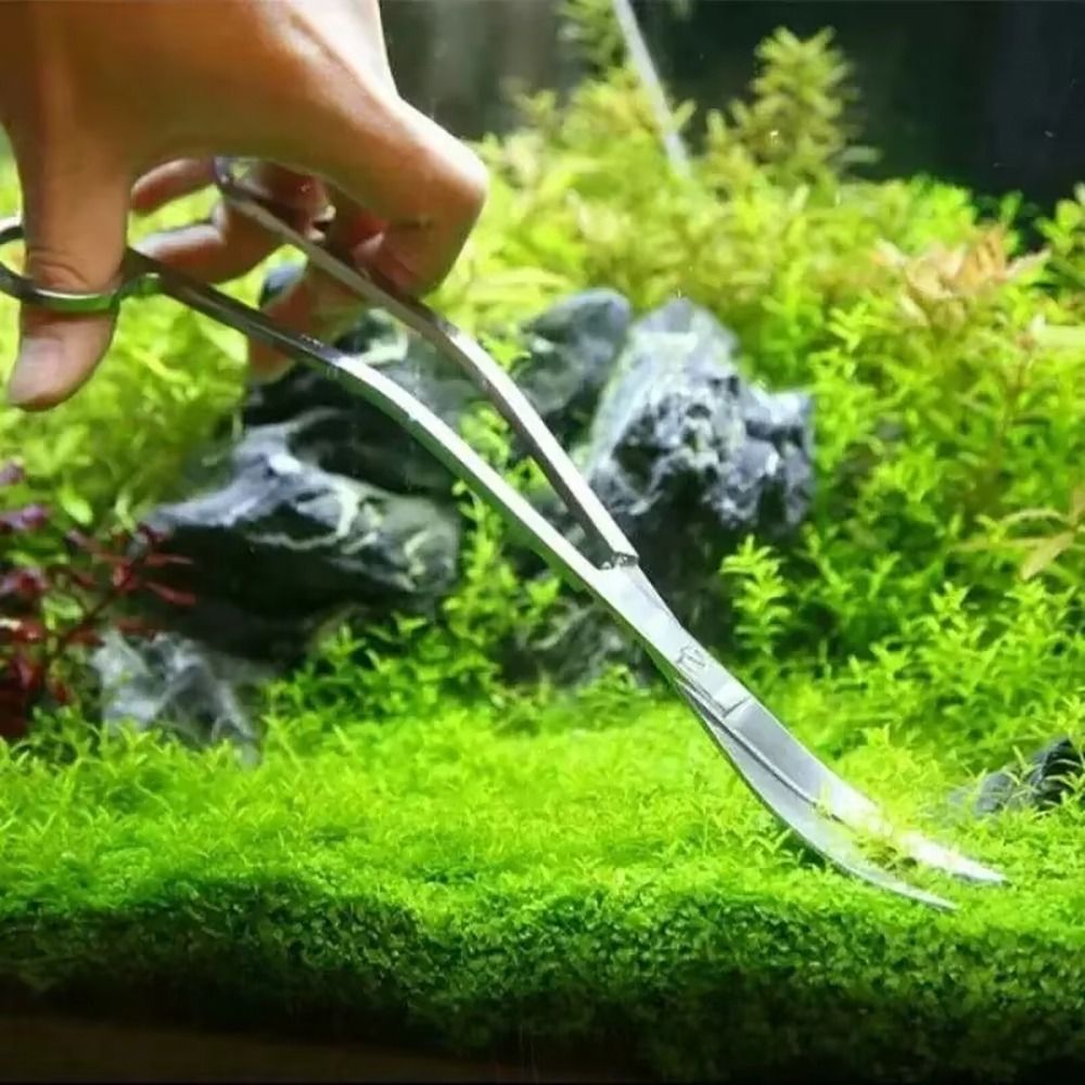 مقص حوض السمك من الفولاذ المقا - مراجعة Aquarium Plant Grass وسعره