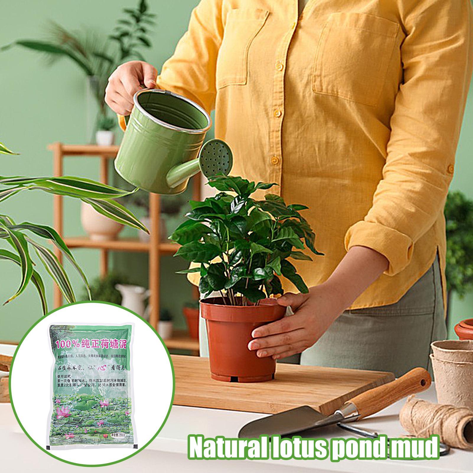200 جرام/كيس تربة طبيعية لأحوا - مراجعة Aquarium Planted Seeds وسعره