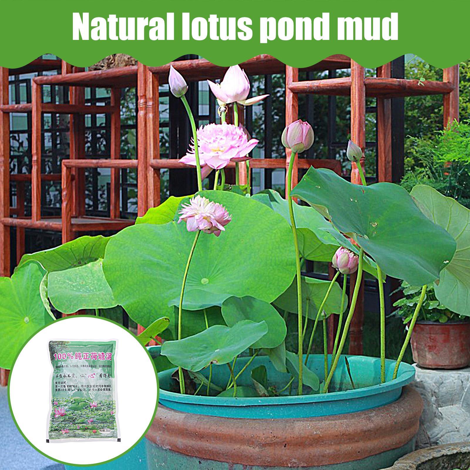 200 جرام/كيس تربة طبيعية لأحوا - مراجعة Aquarium Planted Seeds وسعره