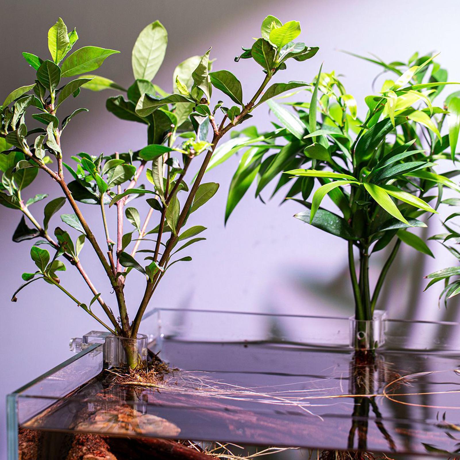 6 قطع حاملات نباتات للأحواض ال - مراجعة Planted Aquarium Materials وسعره