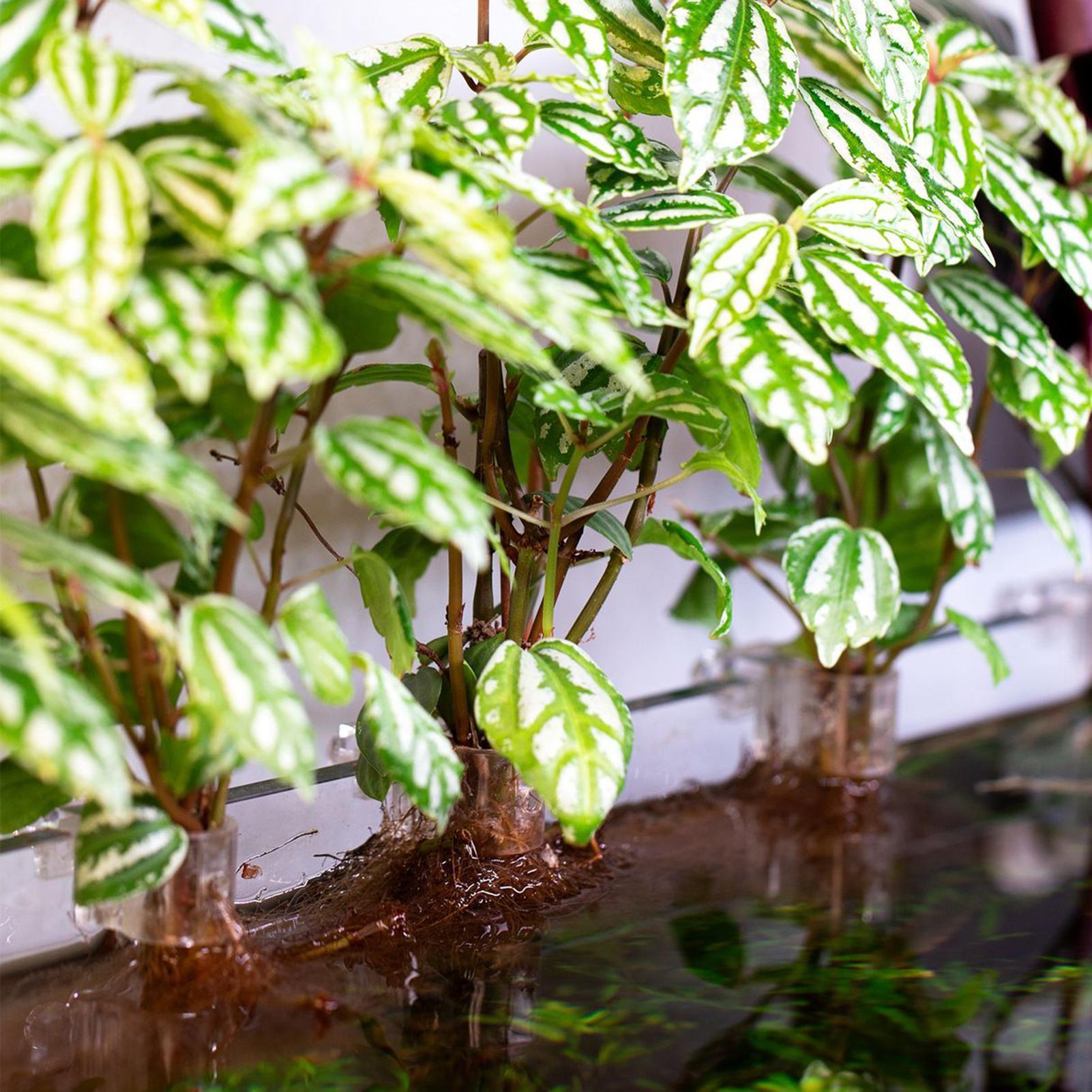 6 قطع حاملات نباتات للأحواض ال - مراجعة Planted Aquarium Materials وسعره