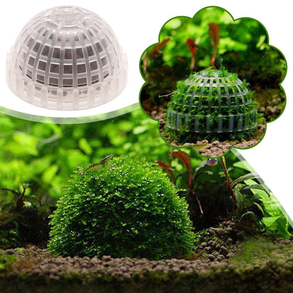 1-5 قطع من نباتات الزينة للأحو - مراجعة Aquarium Plant Red وسعره