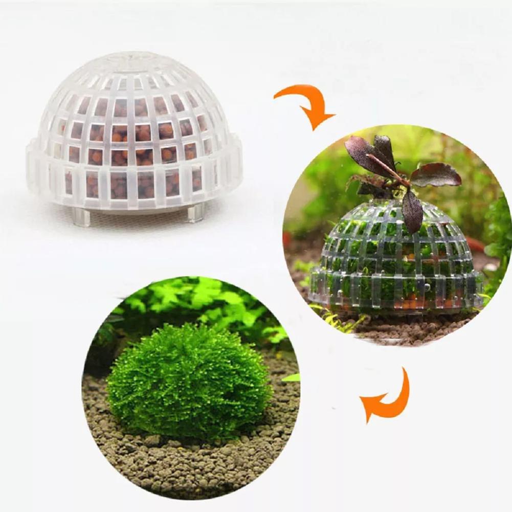 حوض السمك نباتات الديكور الحيو - مراجعة Aquarium Plant Red وسعره