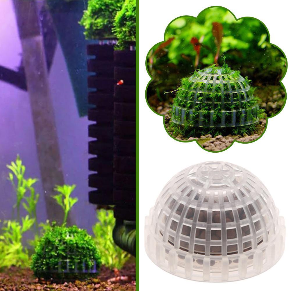 حوض السمك نباتات الديكور الحيو - مراجعة Aquarium Plant Red وسعره