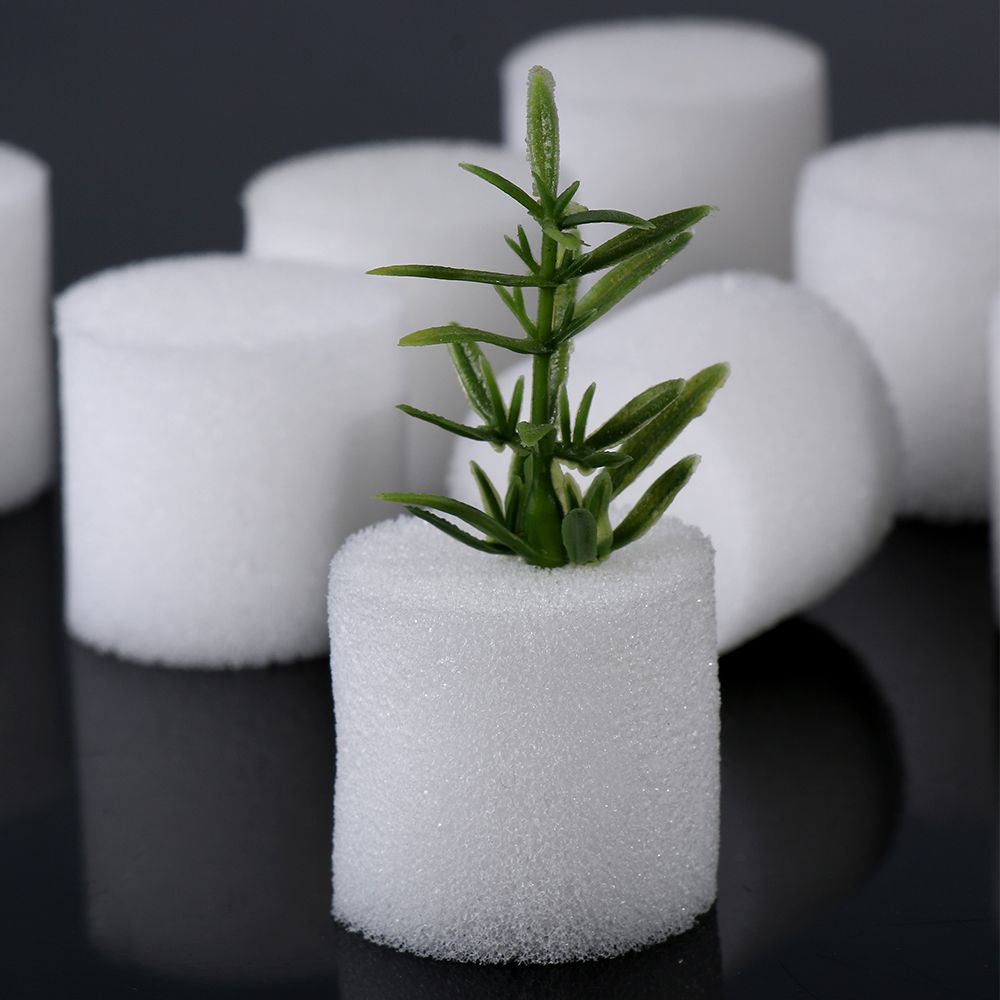 10/50 قطعة لوازم حديقة دائمة ح - مراجعة Aquarium Planted Seeds وسعره