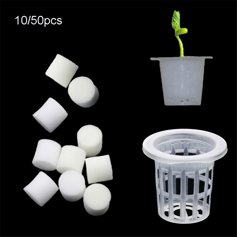 10/50 قطعة زراعة متينة حوض الس - مراجعة Aquarium Planted Seeds وسعره