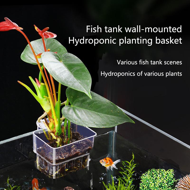 أكواب زراعة مائية للأحواض الما - مراجعة Aquarium Planted Tank Setup وسعره