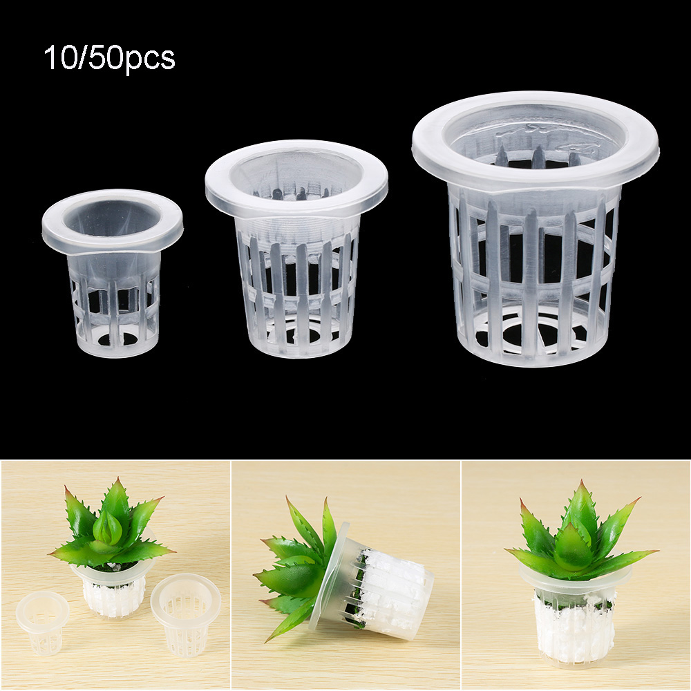 10/50 قطعة لوازم الحدائق زراعة - مراجعة Aquarium Planted Seeds وسعره
