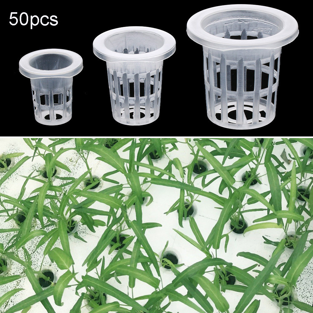 10/50 قطعة لوازم الحدائق زراعة - مراجعة Aquarium Planted Seeds وسعره